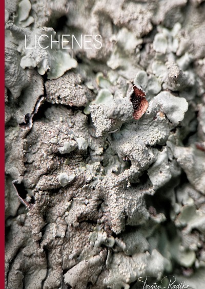 'Lichenes'-Cover