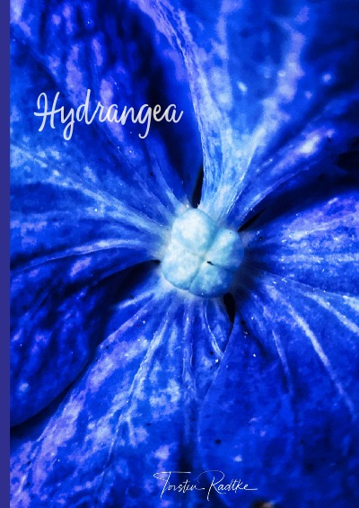 'Hydrangea'-Cover