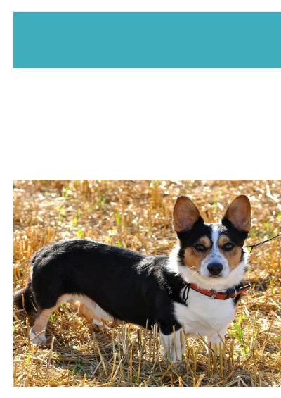 'Der Corgi'-Cover
