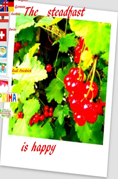 'The steadfast is happy German  English  Swiss Austria Shqiptare'-Cover