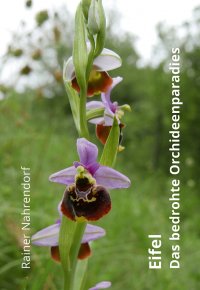 Eifel - Das bedrohte Orchideenparadies - Rainer Nahrendorf