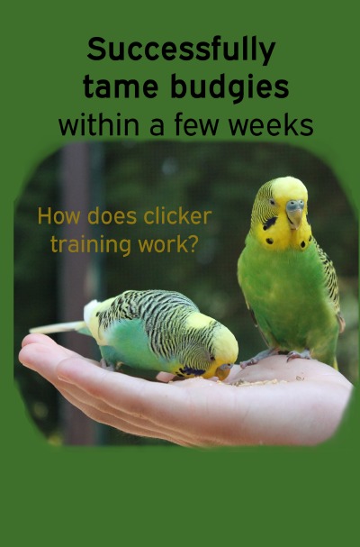 'Successfully tame budgies within a few weeks'-Cover