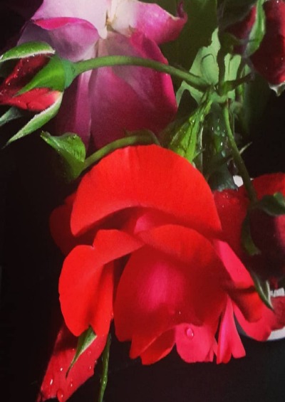 'Cover von Du bist wie eine zarte Rose'-Cover