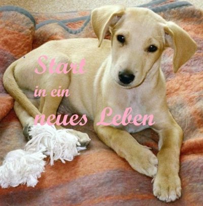 'Cover von Start in ein neues Leben'-Cover