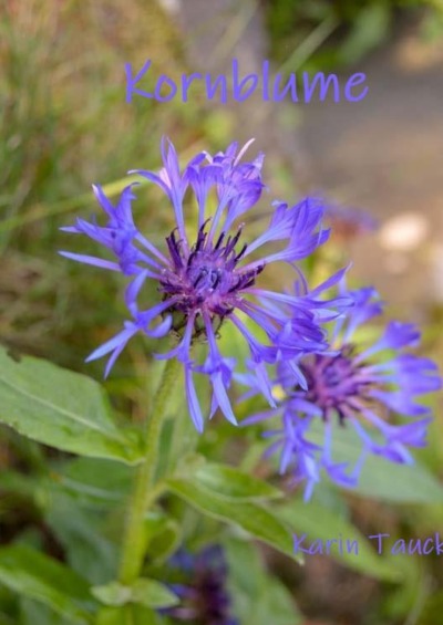 'Cover von Kornblume'-Cover