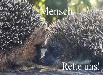 'Mensch – rette uns!'-Cover