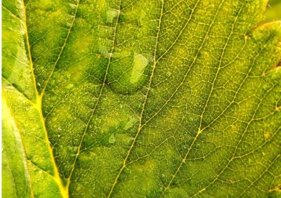 'Cover von Auf der Farm Kalender 2026 – Individueller Planer für Ihre Notizen und Ideen'-Cover