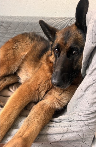 'Cover von Der Schäferhund – ein Begleiter fürs Leben'-Cover