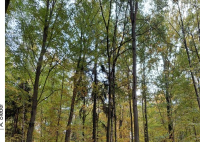 'Cover von Mein Migränetagebuch'-Cover