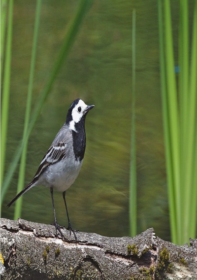 'Cover von Kroppzeug'-Cover