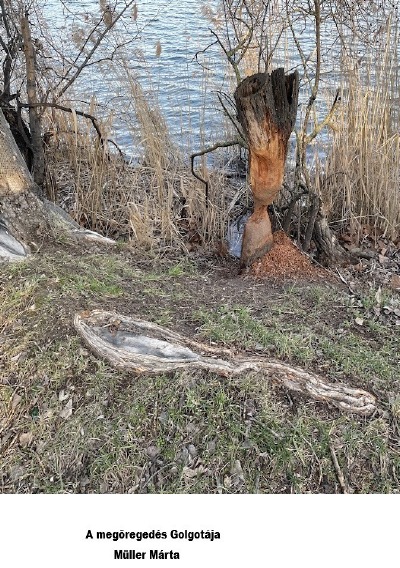 'Cover von A megöregedés Golgotája'-Cover