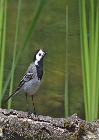 'Cover von Crotch Stuff'-Cover