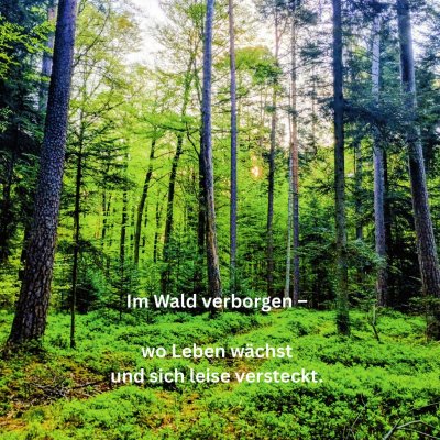 'Cover von Im Wald verborgen –  wo Leben wächst und sich leise versteckt'-Cover