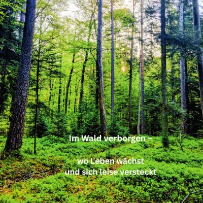 'Cover von Im Wald verborgen –  wo Leben wächst und sich leise versteckt'-Cover
