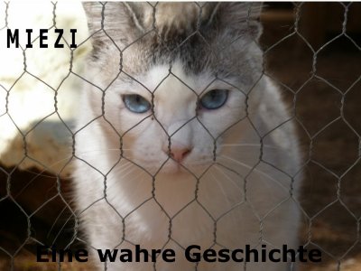 'Miezi – Eine wahre Katzengeschichte'-Cover