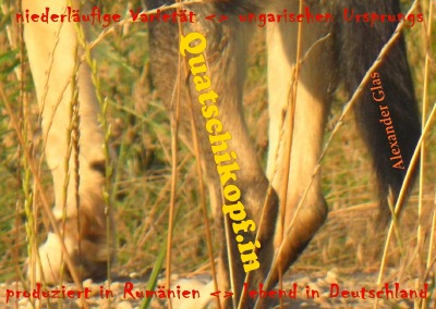 'Cover von Quatschikopf.in'-Cover