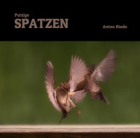 Spatzen - Putzige Spatzen - Anton Riedo