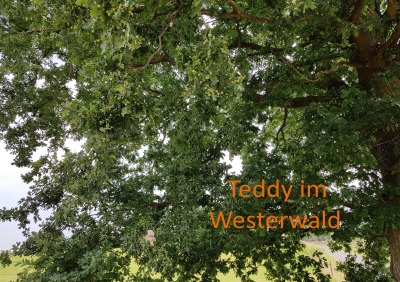 'Teddy im Westerwald'-Cover