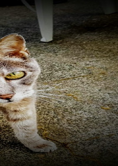 'Cover von der kleine Kater Thomas Omelly trifft auf die kluge alte Katzendame Minka'-Cover