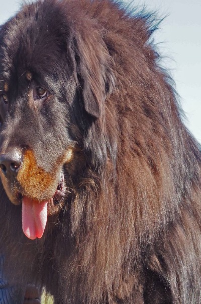 'Cover von Ein Leben unter Hunden'-Cover