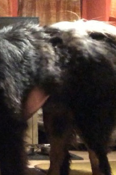 'Cover von Ein Leben unter Hunden-Gesamt Collection'-Cover