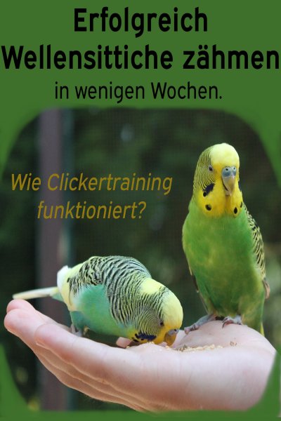 'Cover von Erfolgreich Wellensittiche zähmen in wenigen Wochen. Wie funktioniert Clickertraining mit Wellensittichen?'-Cover